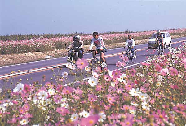 コスモス街道 / Cosmos Road - 北九州フィルムコミッション